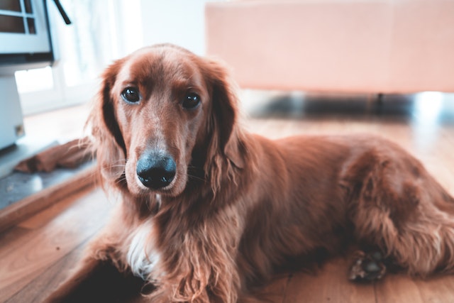 dog laying on floor